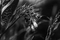 Schwere Blumen zu tragen