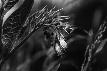 Des fleurs lourdes à porter