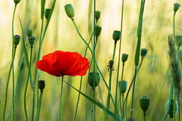 Champ de coquelicots