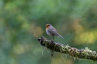 Robin