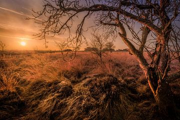 Sunrise over the Balloërveld in Drenthe on a beautiful morning with warm sunlight over the landscape by Bas Meelker