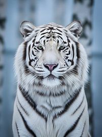 Majestic White Tiger Portrait in Snowy Winter Landscape