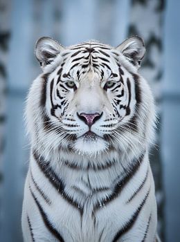 Portrait majestueux d'un tigre blanc dans un paysage hivernal enneigé