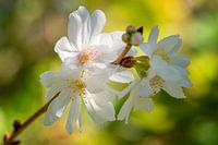 Cherry Blossom