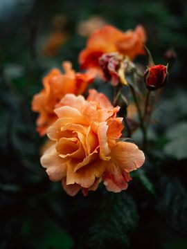 Roses sur Bart-Jan Verhoef Photography