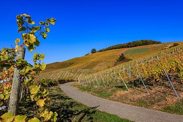 Weinhänge in Baden bei Varnholt von resuimages