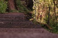 Bird in Madeira
