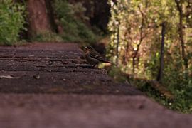 Vogel auf Madeira von Fleurtthemoment