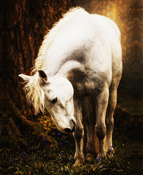 Wit paard in gouden licht – Rustgevend boslandschap