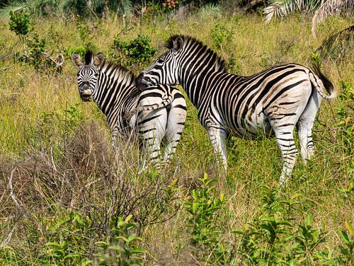 Nieuwsgierige zebra's in iSimangaliso wetland park