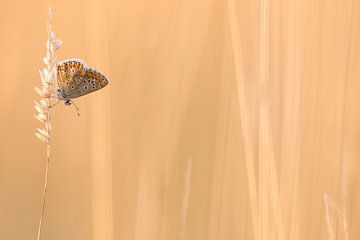 Bruin Blauwtje van Danny Slijfer Natuurfotografie