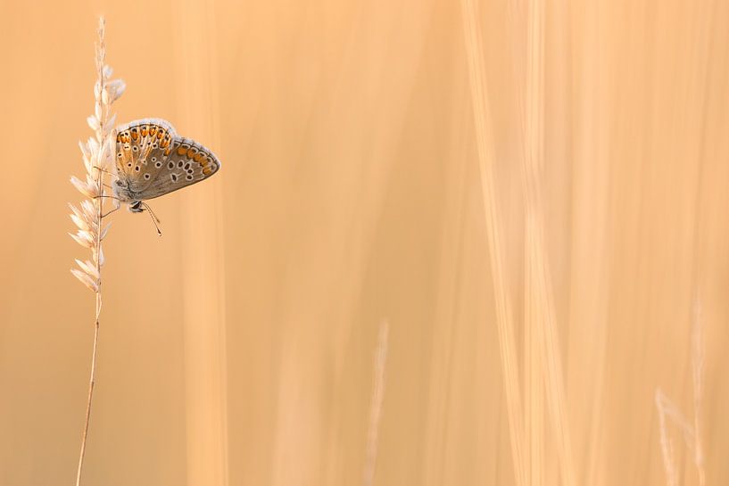 Brown Blue by Danny Slijfer Natuurfotografie