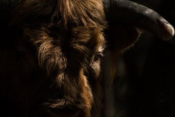 Close-up van een Schotse hooglander van Danny Slijfer Natuurfotografie
