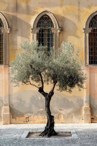 Olivenbaum vor historischer Architektur von Poster Art Shop