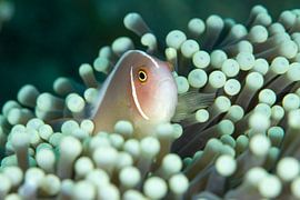 Clownfish by Jan van Kemenade