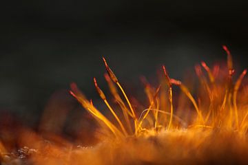 Moss on fire by Jan-Freerk Kloen