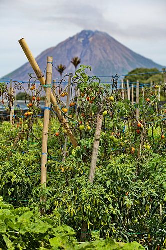 Growing tomatoes on bamboo stakes