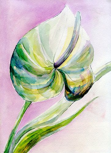 Anthurium- Flamingo bloem