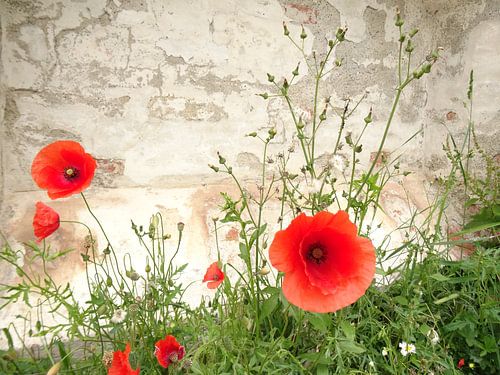 Mohnblumen am Wegesrand