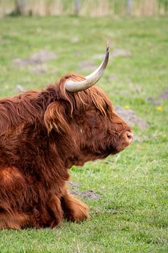 De schotse hooglander van Shot By DiVa