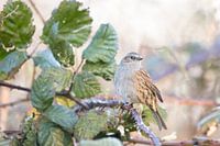 Dunnock
