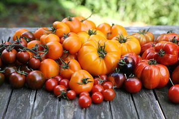 Rassenrijkdom van de tomaat van Karina Baumgart