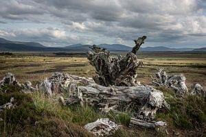 Ausgegrabener Torfwald am Rande des Moors