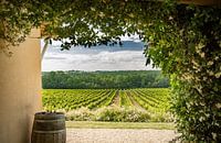 Vineyards