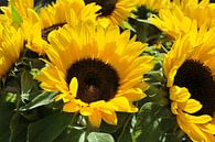 grote gele zonnebloemen par ChrisWillemsen Aperçu