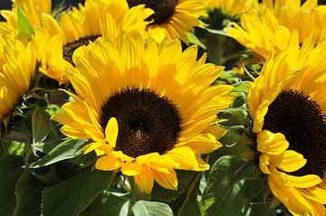 grote gele zonnebloemen by ChrisWillemsen