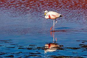 Die Flamingos der Laguna Colorada