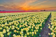 Zonsopkomst boven een bloembollenveld met Gele tulpen  in de lente van eric van der eijk thumbnail