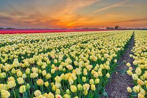 Sonnenaufgang über einem Feld von gelben Tulpen im Frühling von eric van der eijk