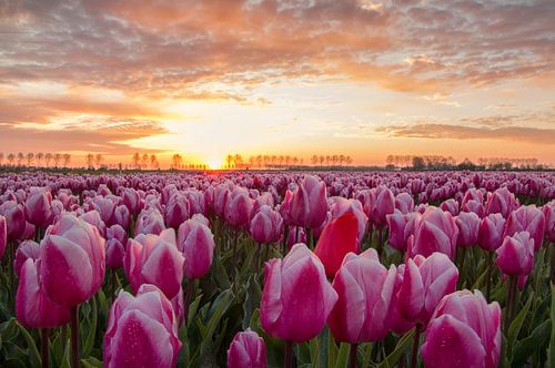 Zonsopkomst bij tulpenveld op Goeree Overflakkee