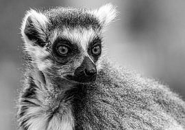 Raccoon in black and white version