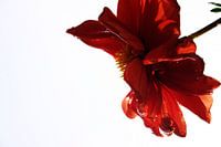 Fleur
