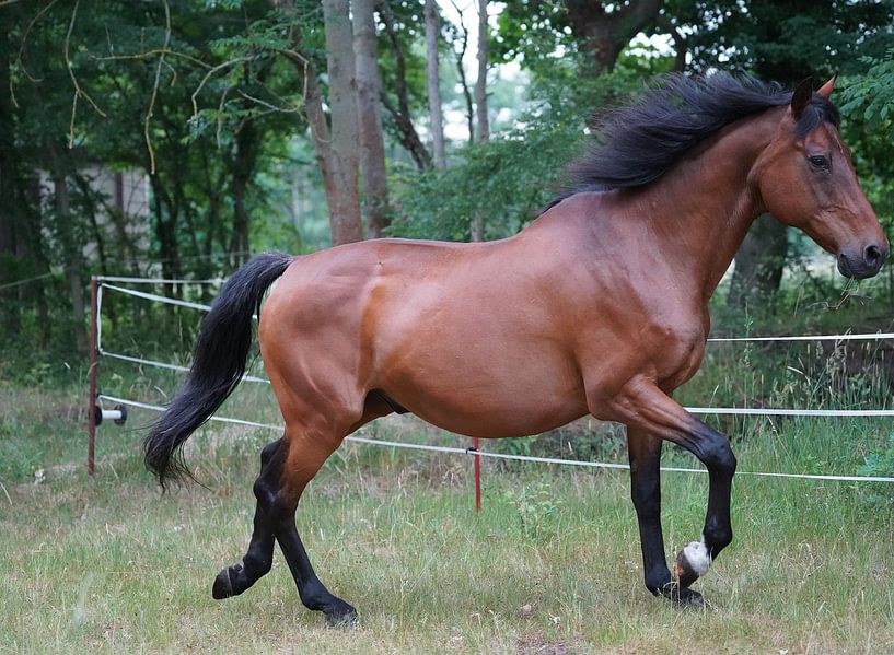 Trakehner Feldmeyer auf der Weide von Babetts Bildergalerie