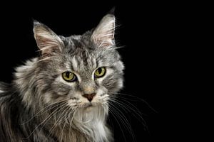 Silver Tabby