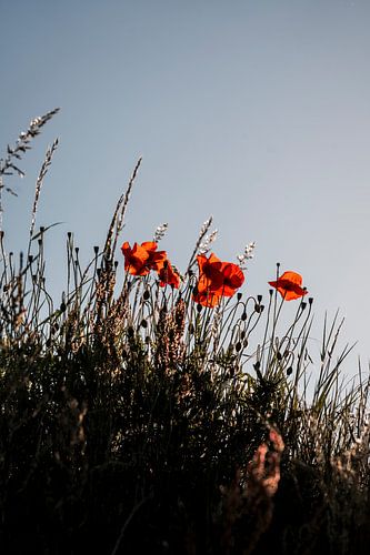 Klaprozen Opgelicht in Hoog Zomergras tegen Blauwe Lucht