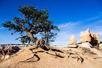 Tree in Bryce Canyon by Puck Bertens