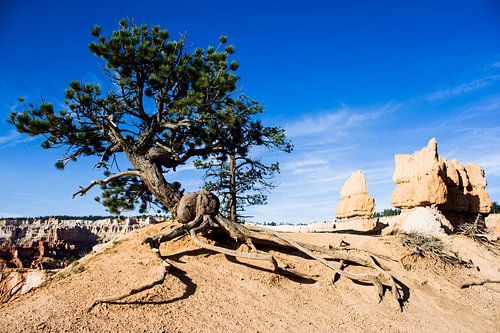 Baum im Bryce Canyon
