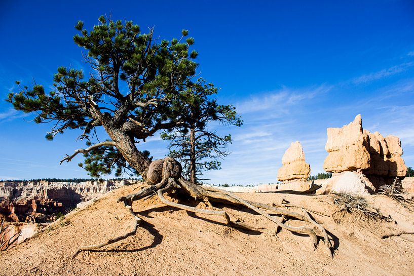 Boom in Bryce Canyon van Puck Bertens