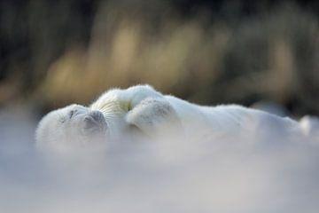 Pup of Grey Seal ( Halichoerus grypus ) sleeps brave by wunderbare Erde