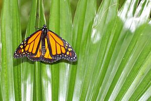 Monarch vlinder (Danaus Plexippus) van Antwan Janssen