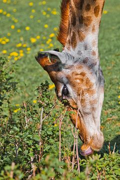Head of a giraffe close-up on a background of green. a cute animal eats grass from the ground with i by Michael Semenov