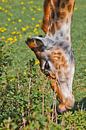 Kop van een giraffe close-up op een achtergrond van groen. een schattig dier eet gras van de grond m van Michael Semenov thumbnail