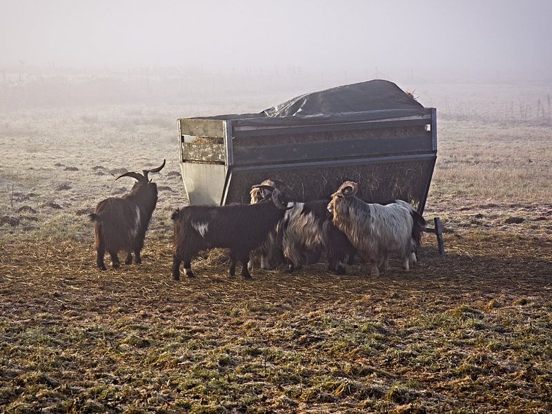 Goats by Rob Boon