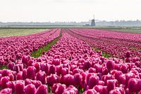 Rose tulip field with windmill on the horizon