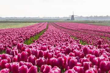 Champ de tulipes roses avec un moulin à vent à l'horizon