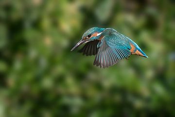 IJsvogel in vlucht tijdens een poging om een visje te vangen. van Michel Roesink